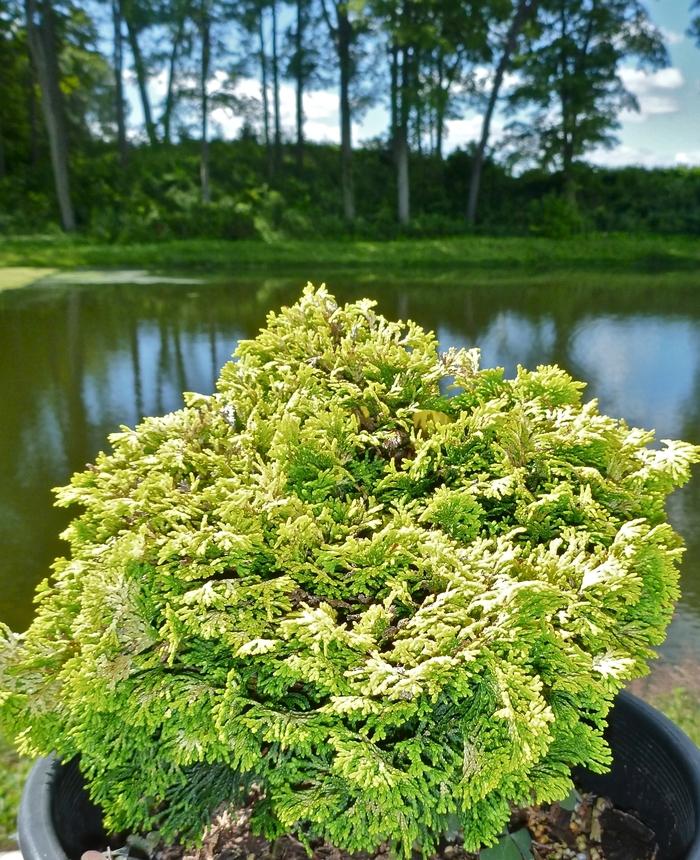 Chamaecyparis Obtusa Nana Lutea Golden Dwarf False Cypress From Panther Creek Nursery