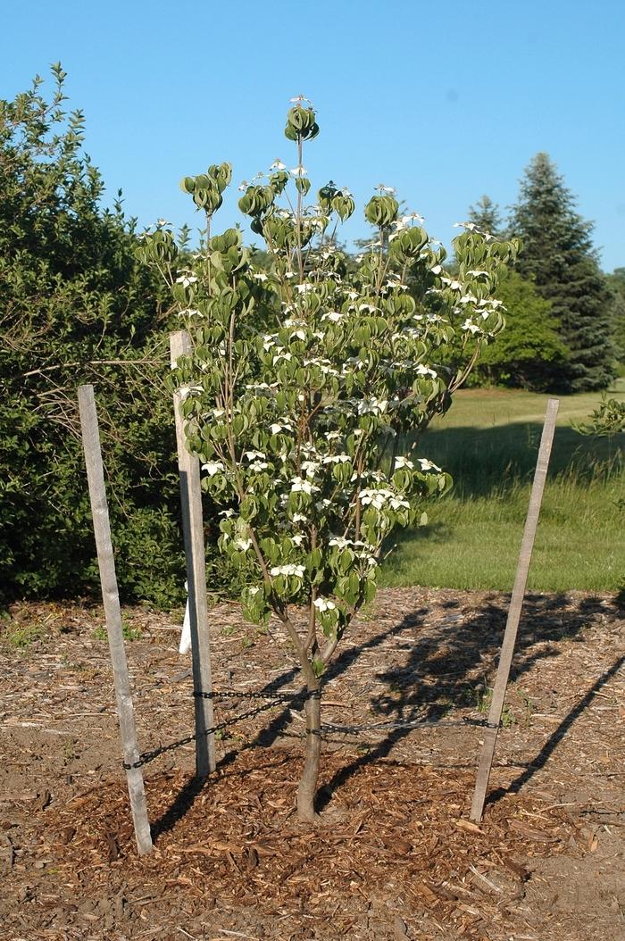 Cornus kousa Galilean&trade;
