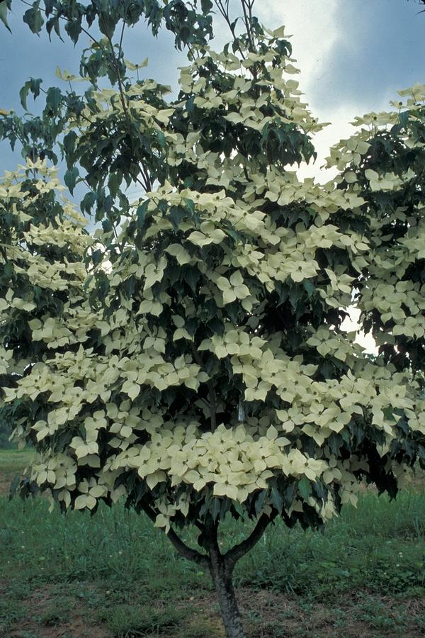 Cornus kousa 'Greensleeves' - Greensleeves Kousa Dogwood 