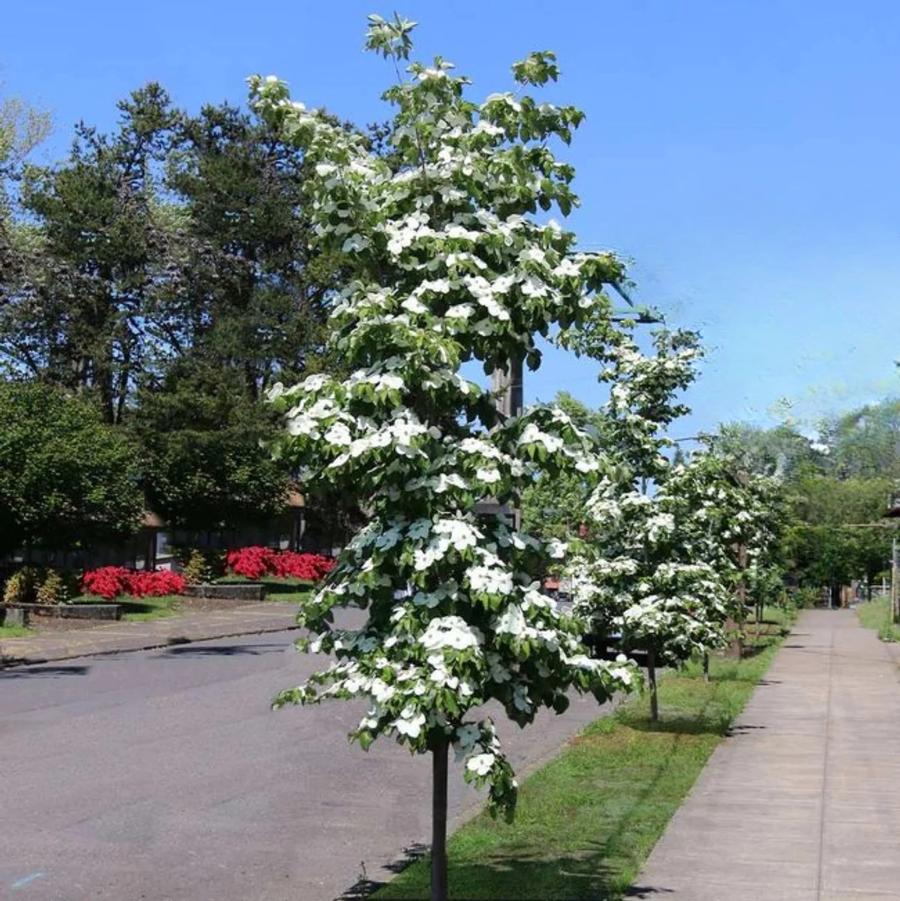 Cornus kousa 'Snow Tower' - Snow Tower Dogwood (white) 