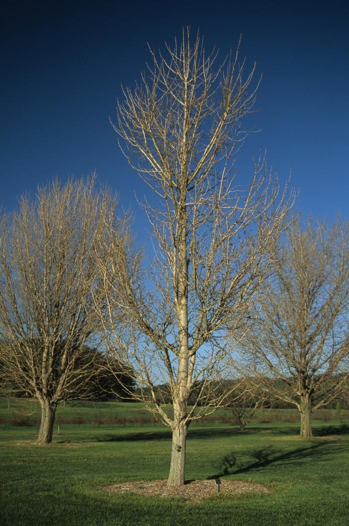 Ginkgo biloba Princeton Sentry&reg;