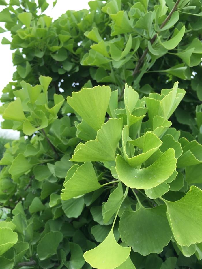 Ginkgo biloba Sky Tower&trade;