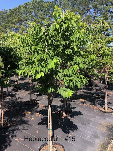 15g Heptacodium miconioides - Seven Son Flower Tree from Panther Creek Nursery
May 2026