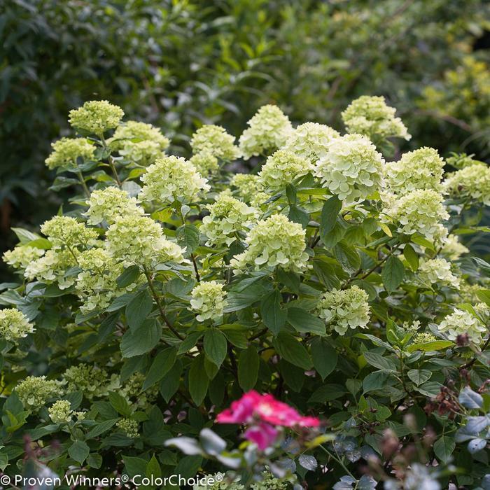 Hydrangea paniculata PP22330/ Proven Winners Color Choice Jane