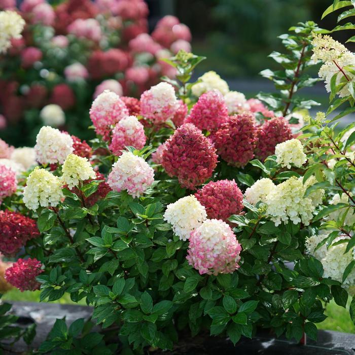 Hydrangea paniculata 'SMNHPH' PP33207/ Proven Winners Color Choice Little Lime Punch&trade;