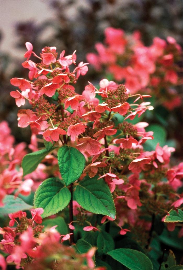 Hydrangea paniculata Quick Fire&reg;