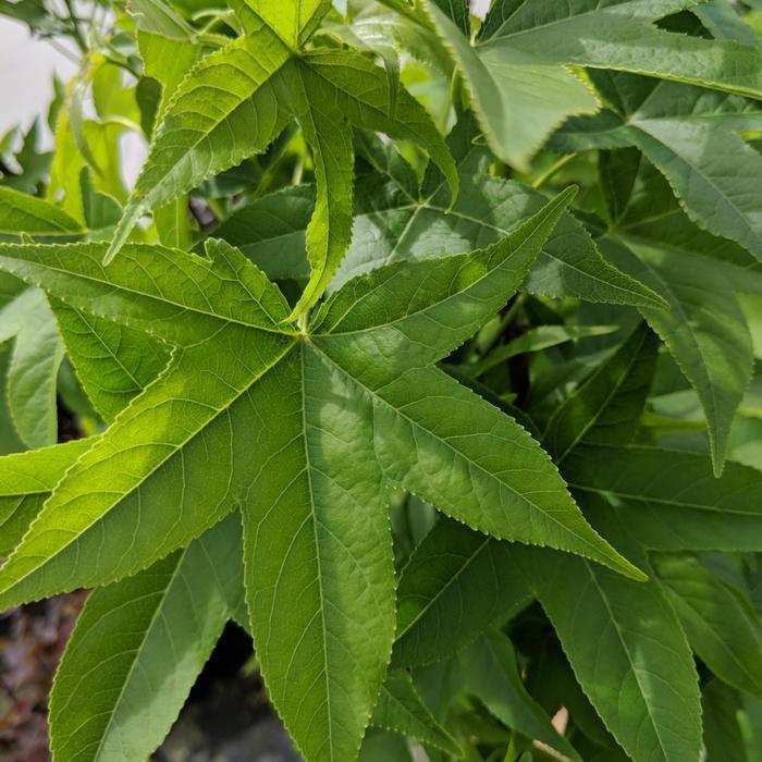 Liquidambar styraciflua Slender Silhouette