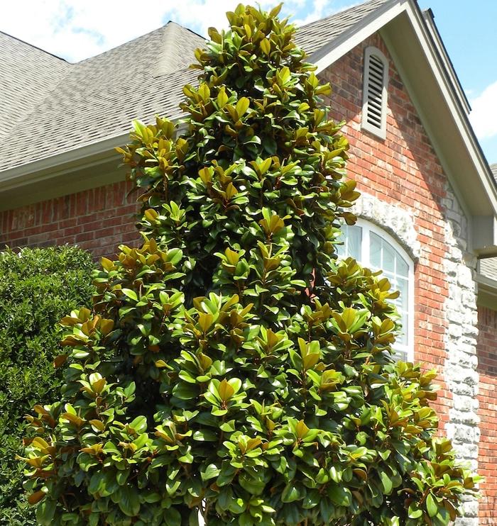 Magnolia grandiflora Teddy Bear&reg;