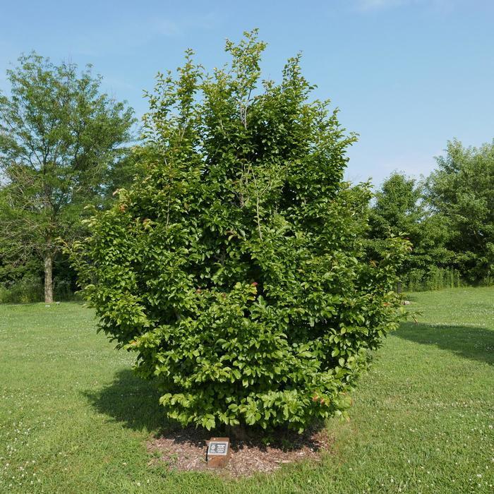 Parrotia persica Persian Spire&trade;