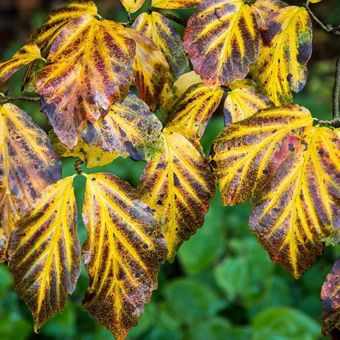 Parrotia persica Vanessa