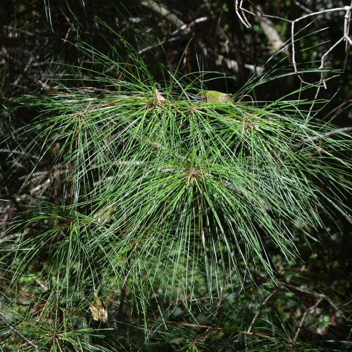 Pinus palustris 