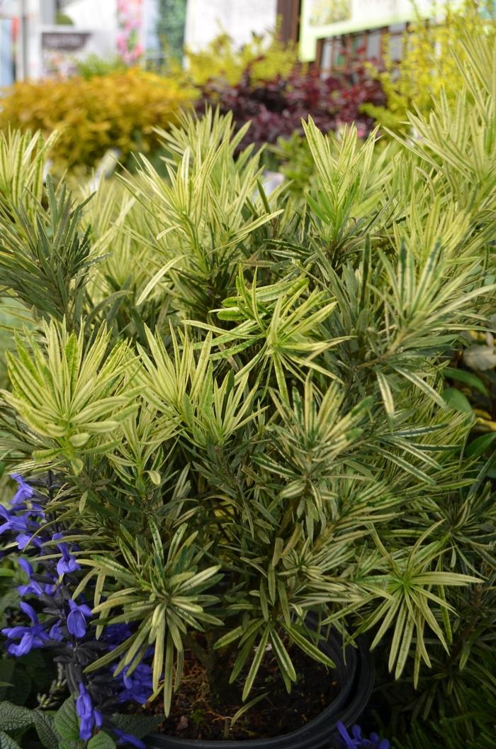 Podocarpus macrophyllus Roman Candle&trade;