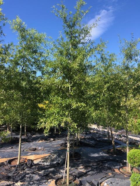 25g Quercus phellos Willow Oak 6/19/25- All crops will not look the same