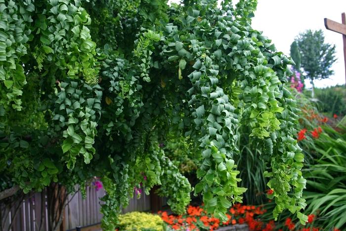 Robinia pseudoacacia Twisty Baby&reg;
