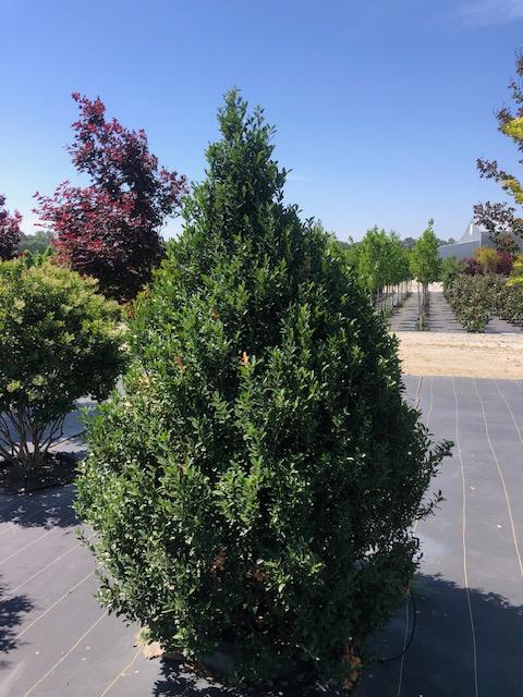 65g Ilex x 'Emerald Colonnade®' - Emerald Colonnade Holly® from Panther Creek Nursery
April 2026