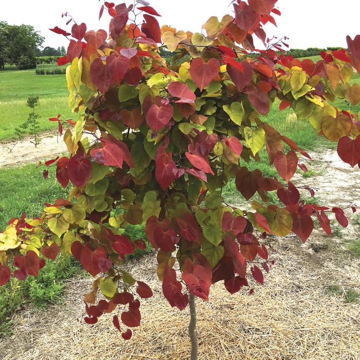 Cercis canadensis Flamethrower&reg;