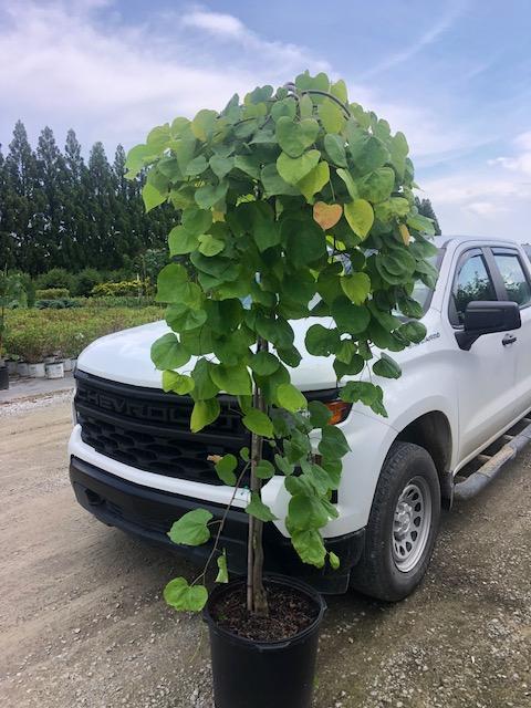 15g Cercis canadensis 'Golden Falls®' 6/16/25 - All crops will not look identical