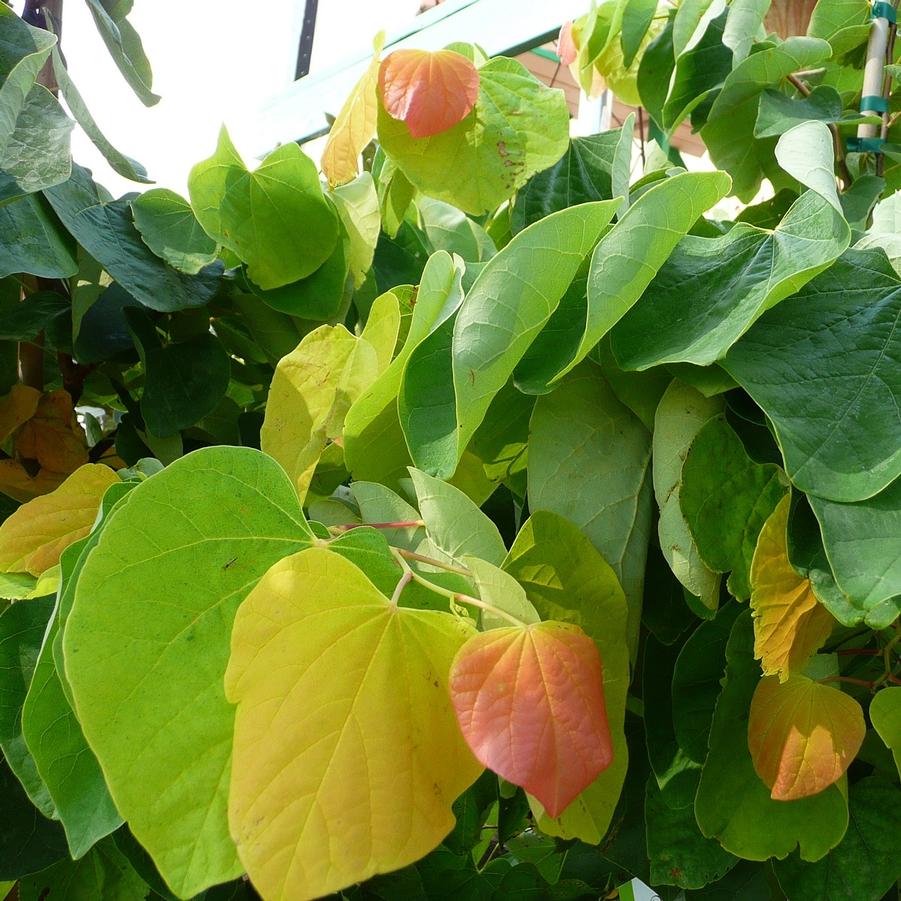 Cercis canadensis 'Rise & Shine™' - Rise and Shine Eastern Redbud™ 
