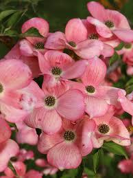 Cornus x 'Stellar Pink' - Stellar Pink Dogwood 