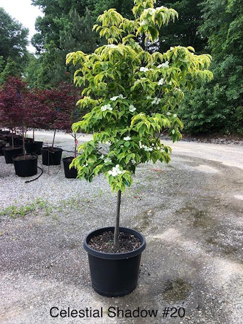 20g Cornus x 'Celestial Shadow' - Celestial Shadow Dogwood from Panther Creek Nursery
April 2026