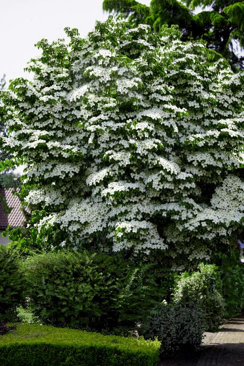 Cornus x elwinortonii 'Starlight®' - Starlight Dogwood® 