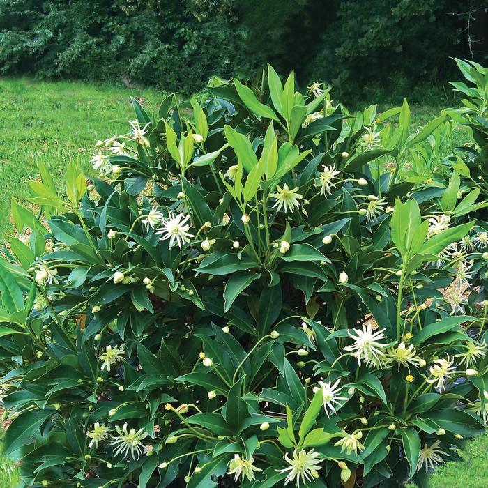 Illicium x Orion&trade;