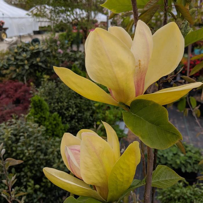 Magnolia x Sunsation