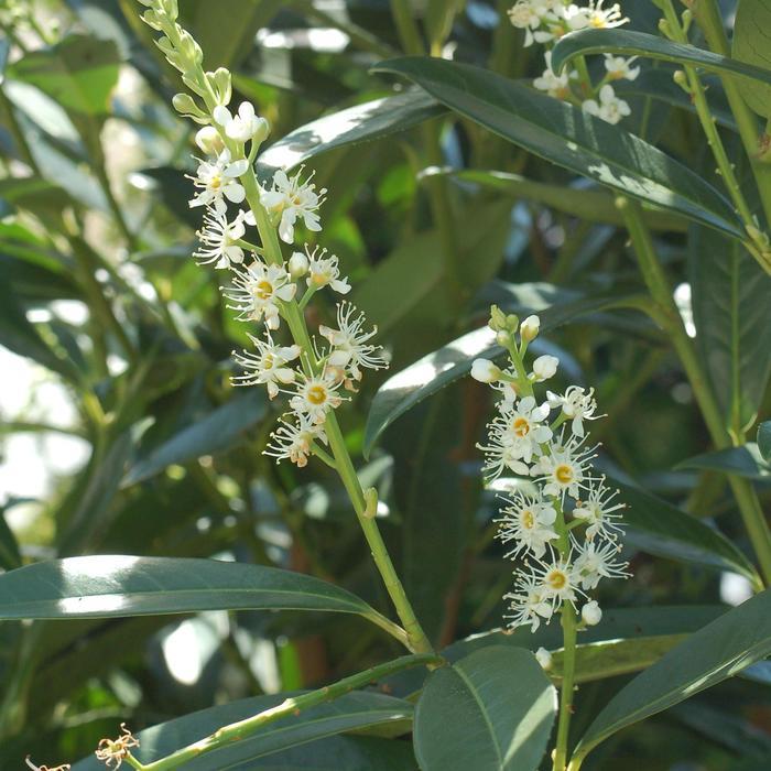 Prunus laurocerasus West Coast Schipkaensis