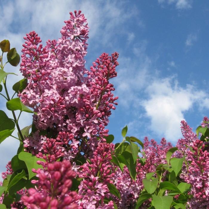 Syringa Crimson Doll&trade;