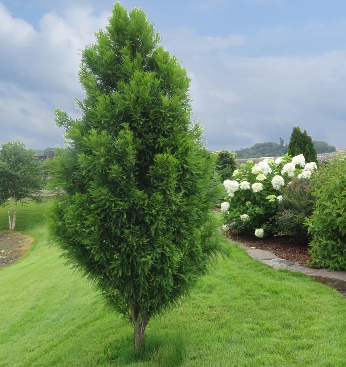 Taxodium distichum Lindsey's Skyward&trade;