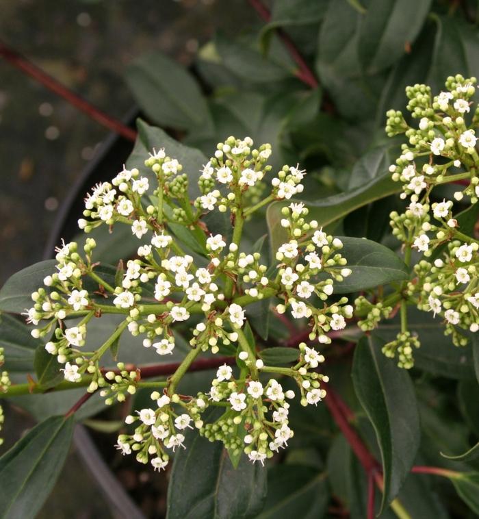 Viburnum x Moonlit Lace&reg;