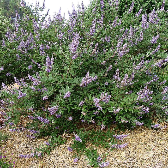 Vitex Summertime Blues&reg;