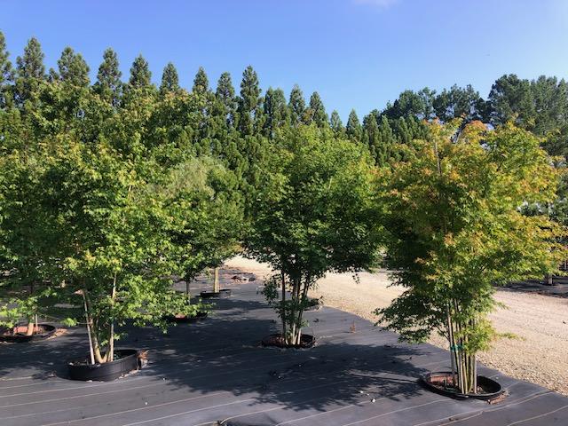 65g Acer palmatum - Green Seedling MS Japanese Maple from Panther Creek Nursery
July 2026
