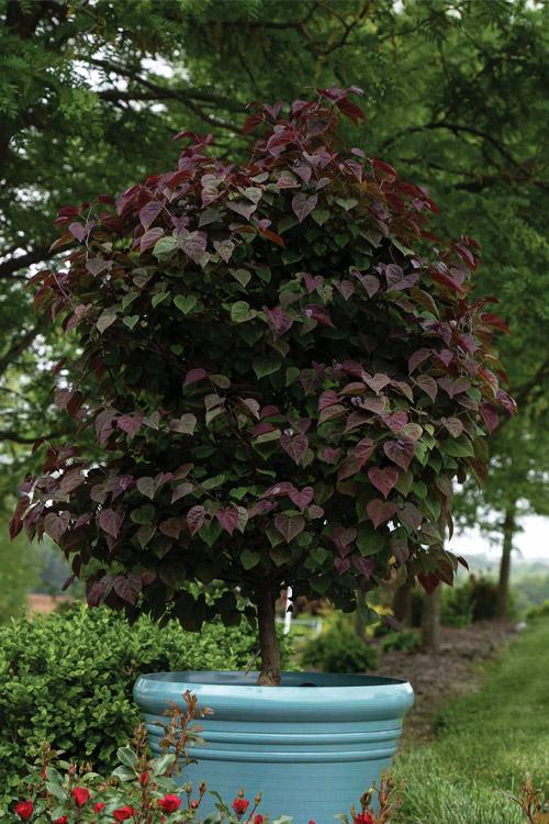 Cercis canadensis 'Garden Gems Amethyst' - Garden Gems Amethyst Redbud 