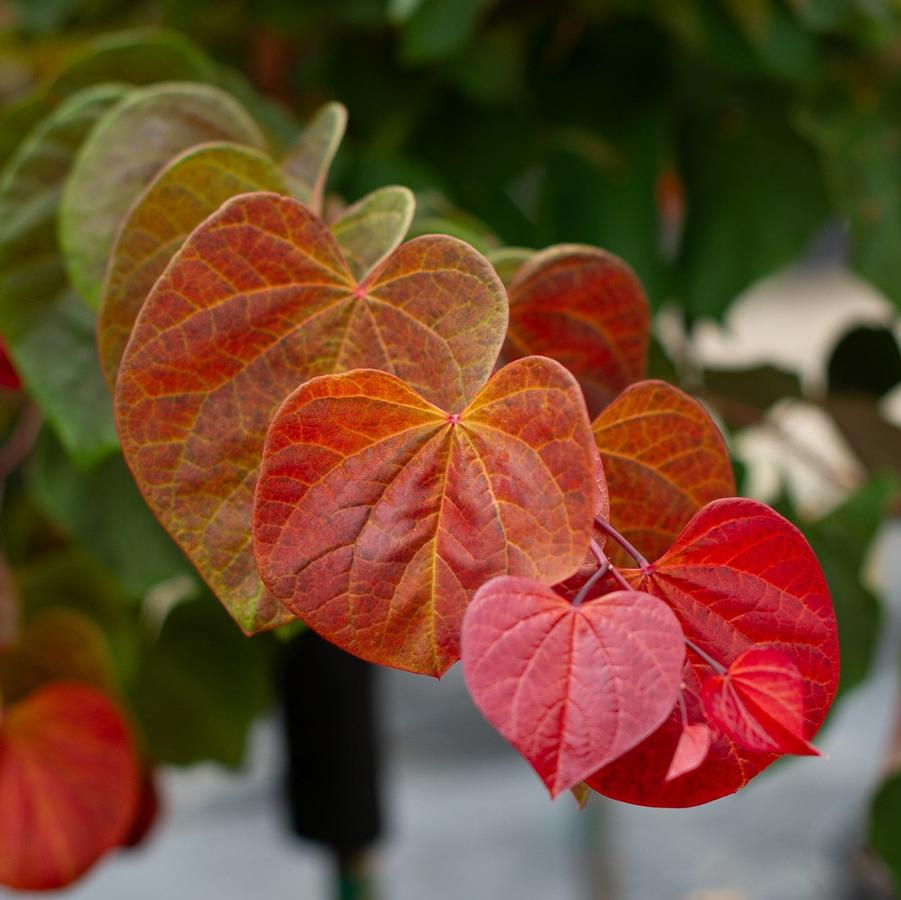 Cercis canadensis 'Hearts A'fire™' - Hearts A'fire Eastern Redbud™ 