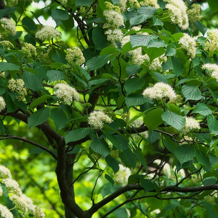 Cornus alternifolia - Pagoda Dogwood 
