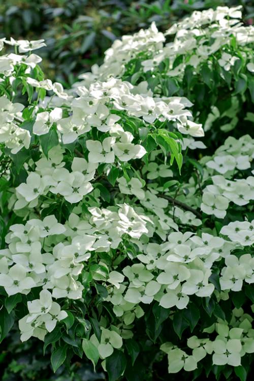 Cornus kousa 'Blue Ray' - Blue Ray Kousa Dogwood 