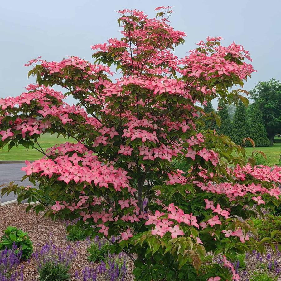 Cornus kousa 'Scarlet Fire™' - Scarlet Fire Kousa Dogwood™ 