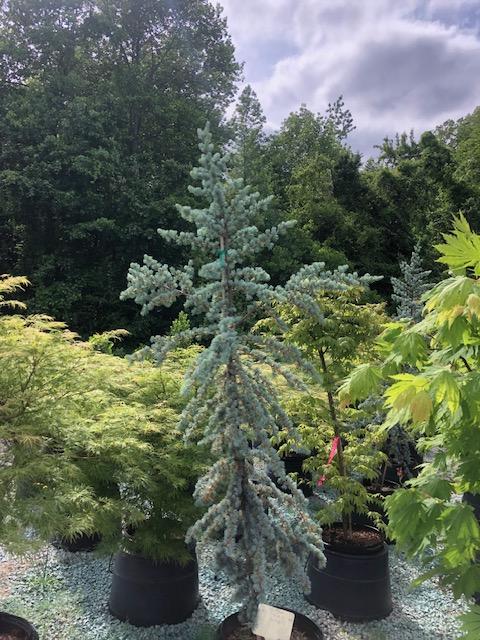 15g Cedrus atlantica 'Glauca' - Blue Atlas Cedar from Panther Creek Nursery
April 2026