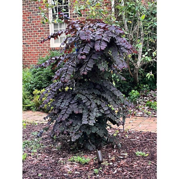 Cercis canadensis 'Garden Gems 