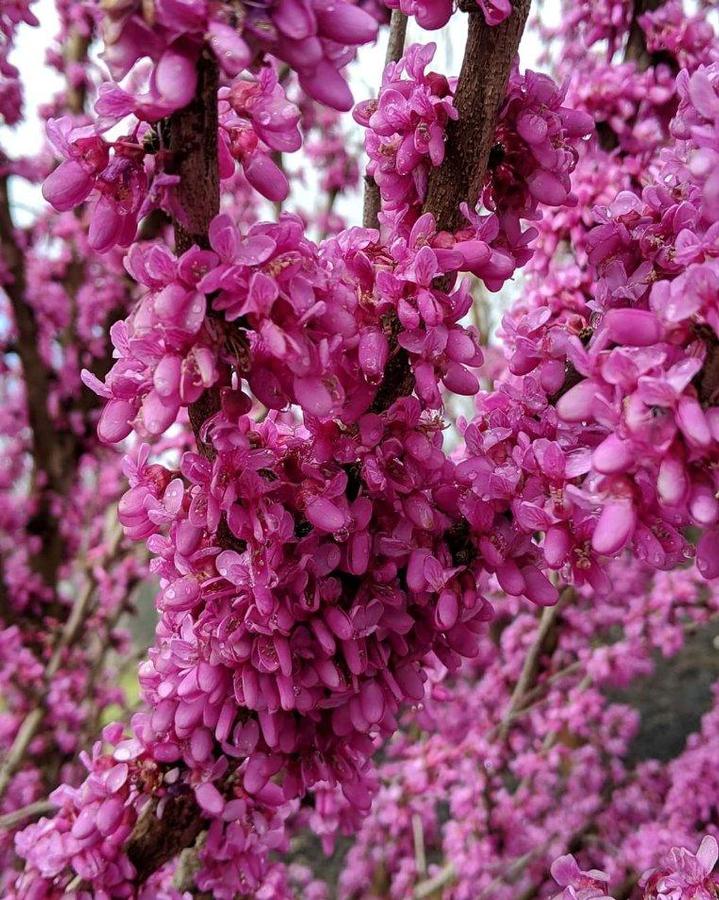 Cercis chinensis 'Kay's Early Hope' - Kay's Early Hope Redbud 