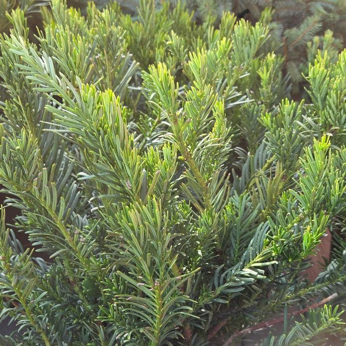 Cephalotaxus harringtonia Duke Gardens