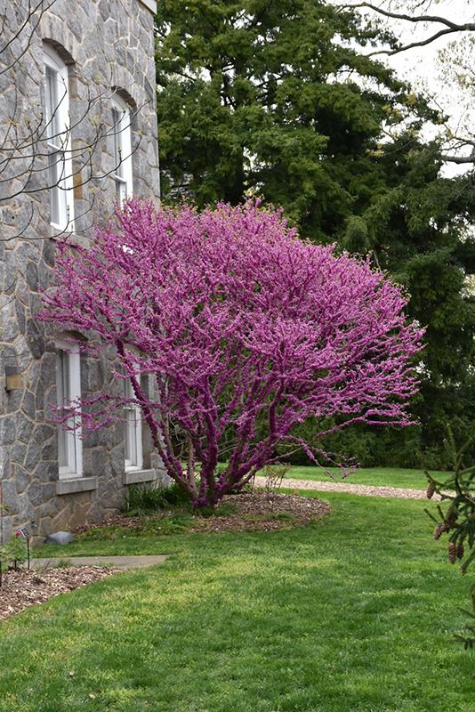 Cercis chinensis 'Don Egolf' - Don Egolf Redbud MS 
