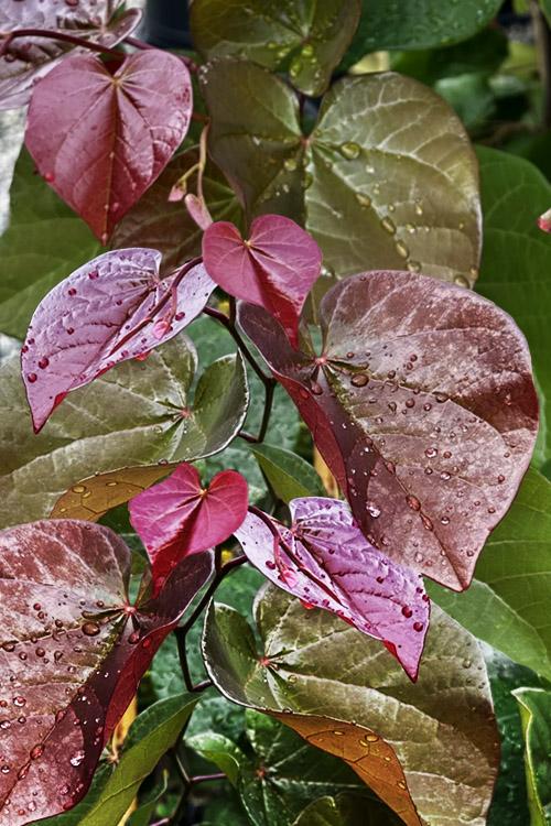 Cercis canadensis 'Oklahoma Sparkler' - Oklahoma Sparkler Redbud 