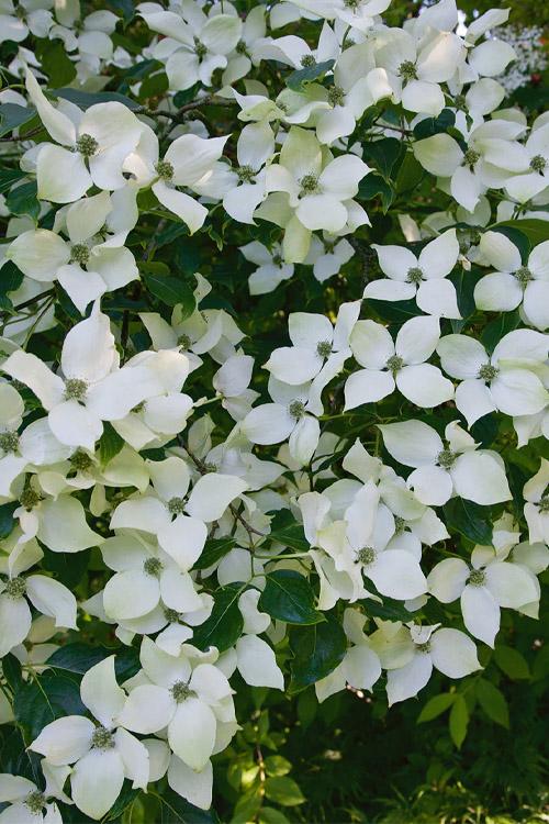 Cornus kousa 'National' - National Kousa Dogwood 