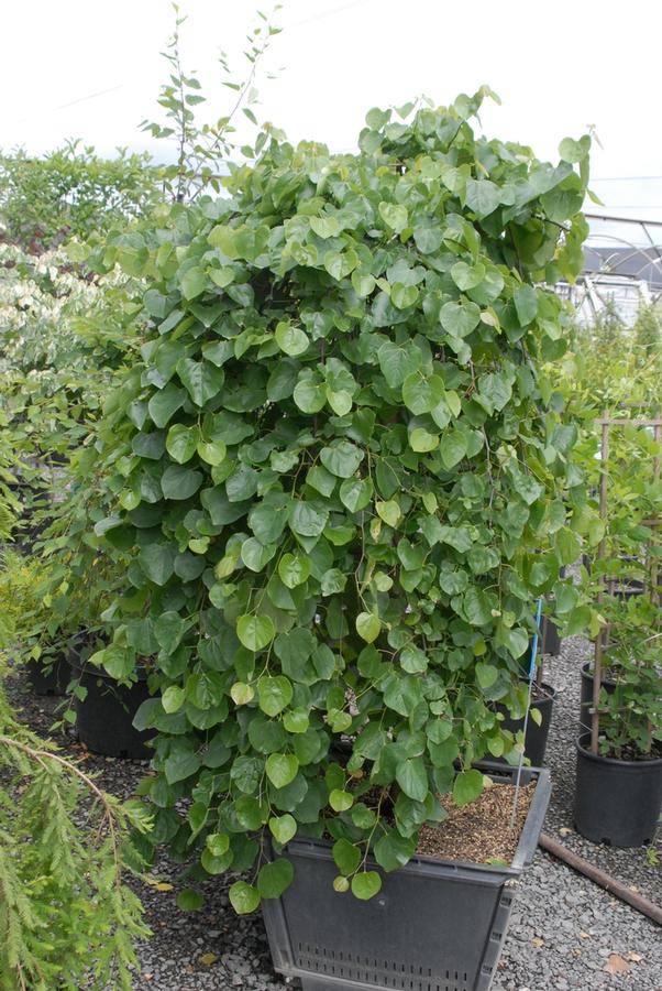 Cercis canadensis var texensis 'Traveller' - Traveller Redbud 