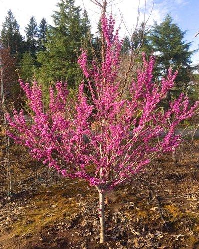 Cercis chinensis 'Don Egolf' - Don Egolf Redbud SS 
