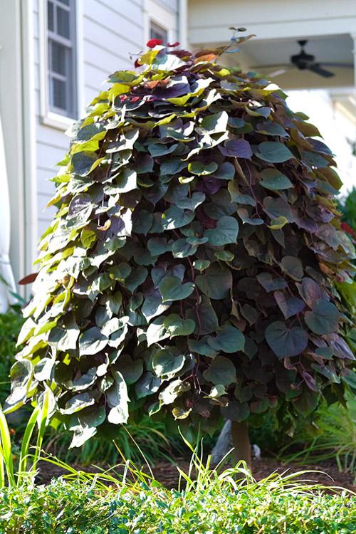 Cercis canadensis 'Purple Rain' - Purple Rain Redbud 