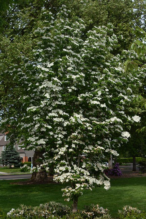 Cornus x 'Celestial' - Celestial Dogwood 