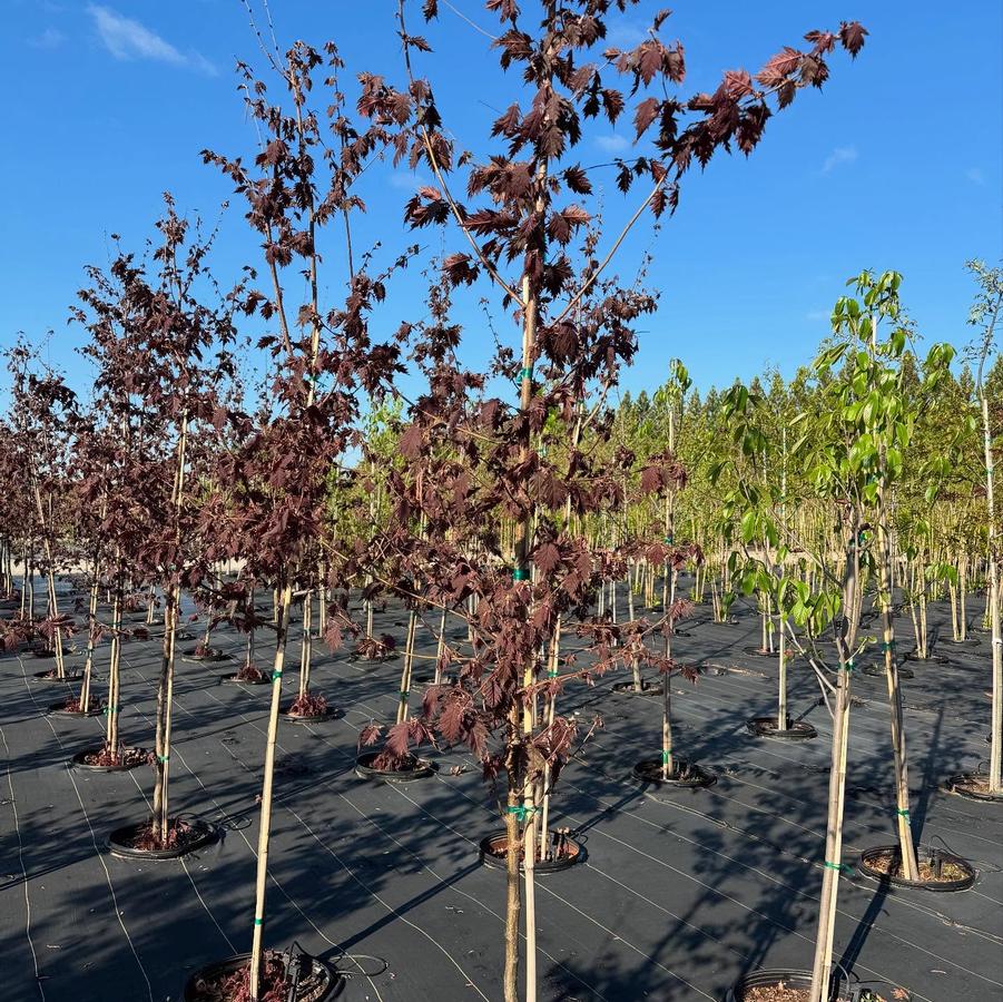 Corylus avellana 'Burgundy Lace' - Burgundy Lace Filbert TF from Panther Creek Nursery
